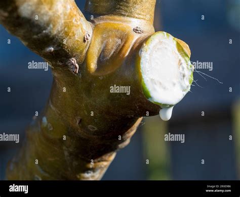 is frangipani sap poisonous.